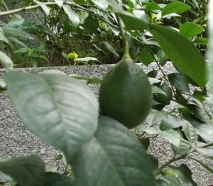 DSCN0818
